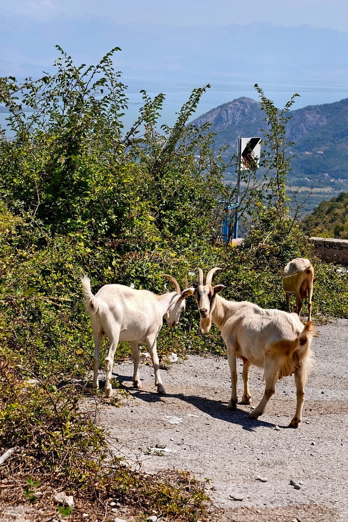 Goats on the road